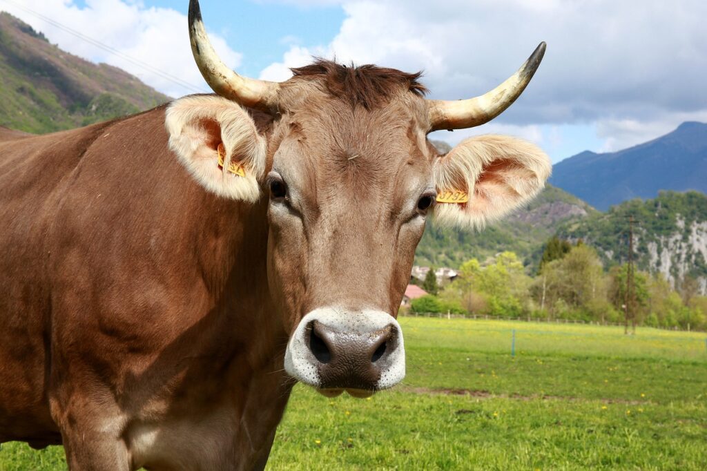 bovino, cow, animals