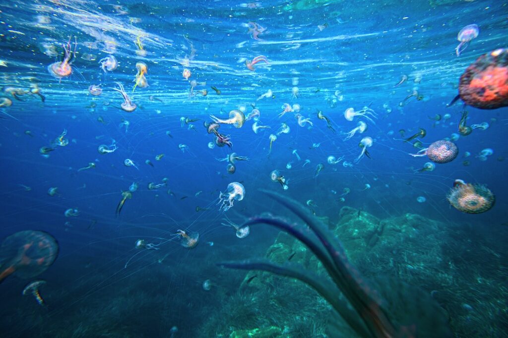 a person swimming with fish