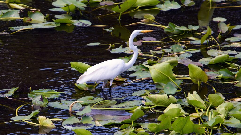 a white bird is standing in the water
